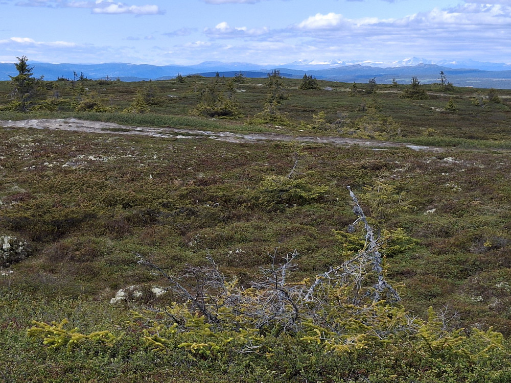 På toppunktet på Hafjell