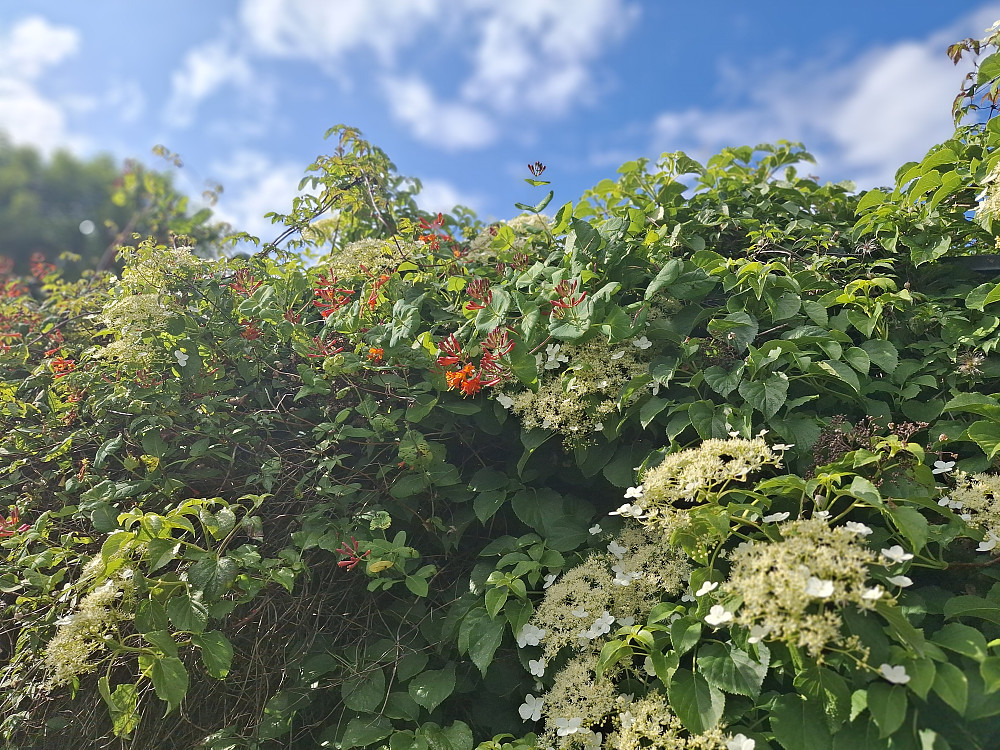 Klatrehortensia og kaprifol hjemme