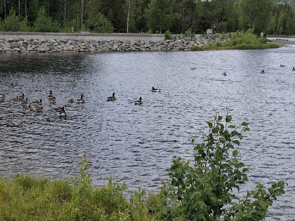 Kanadagjess i Krokflø