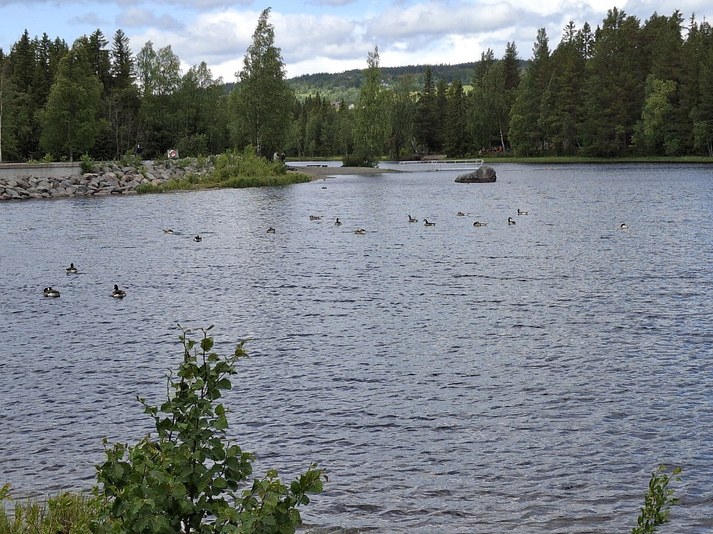 Kanadagjess i Krokflø