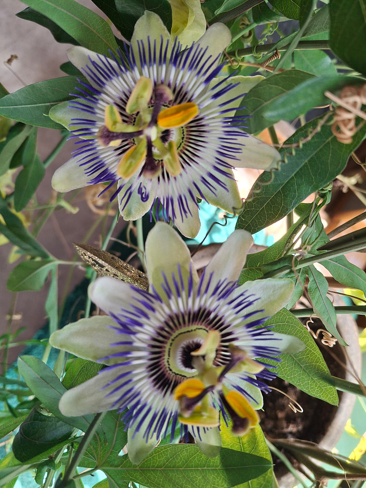 Pasjonsblomst