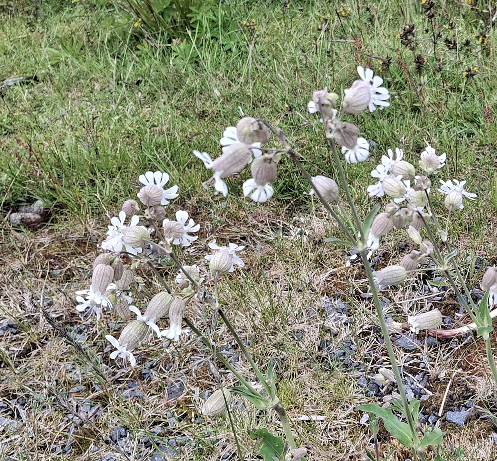 Engsmelle