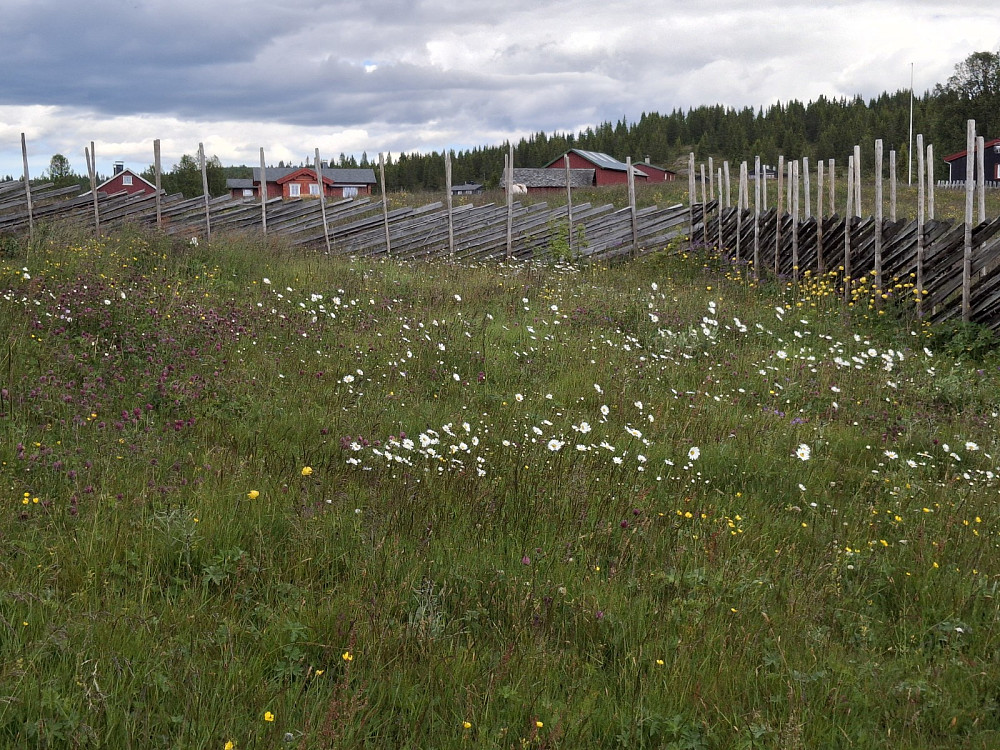 Blomstereng på ei seterlykkje