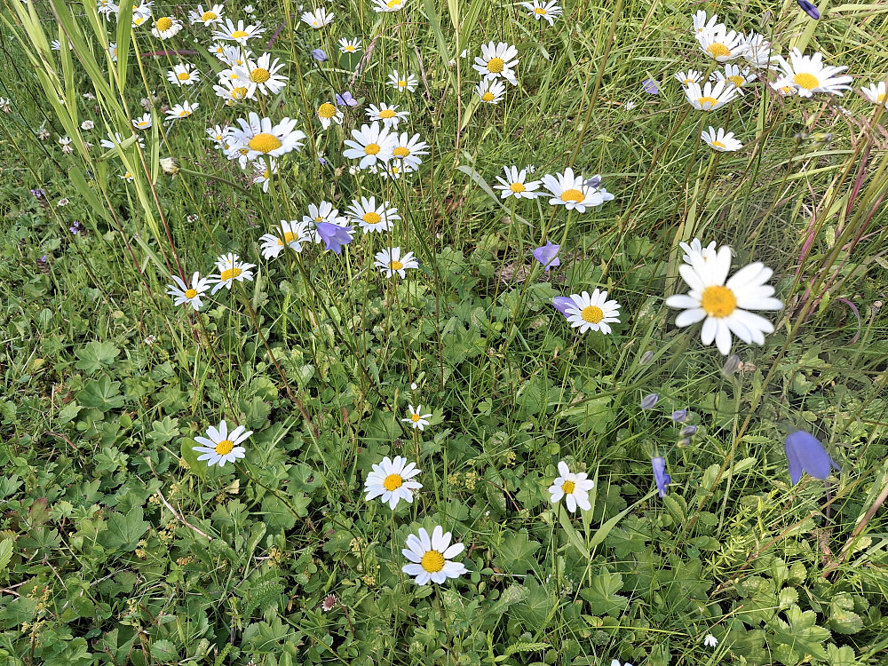 Blomstereng på Strandheim