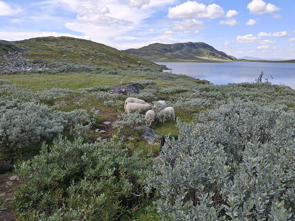 Sauene koser seg ved Røssjøhytta