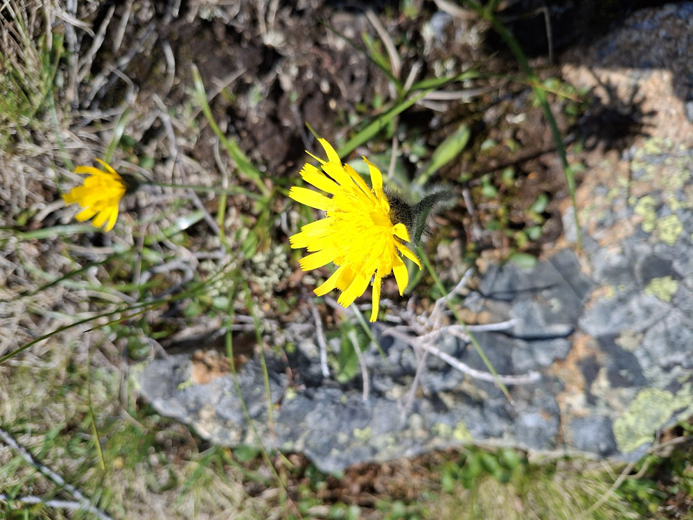 Fjellsveve