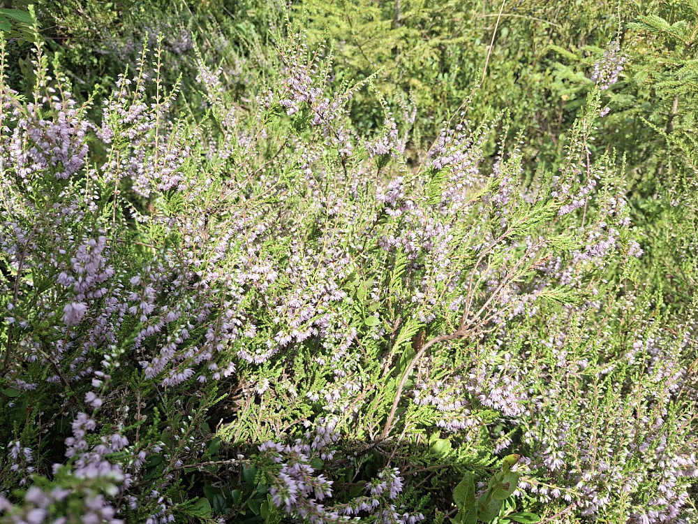 Røsslyngen blomstret