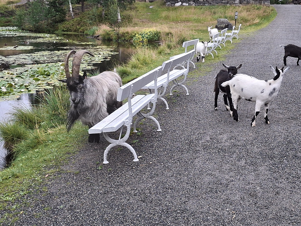 Geitene og bukken på avveie