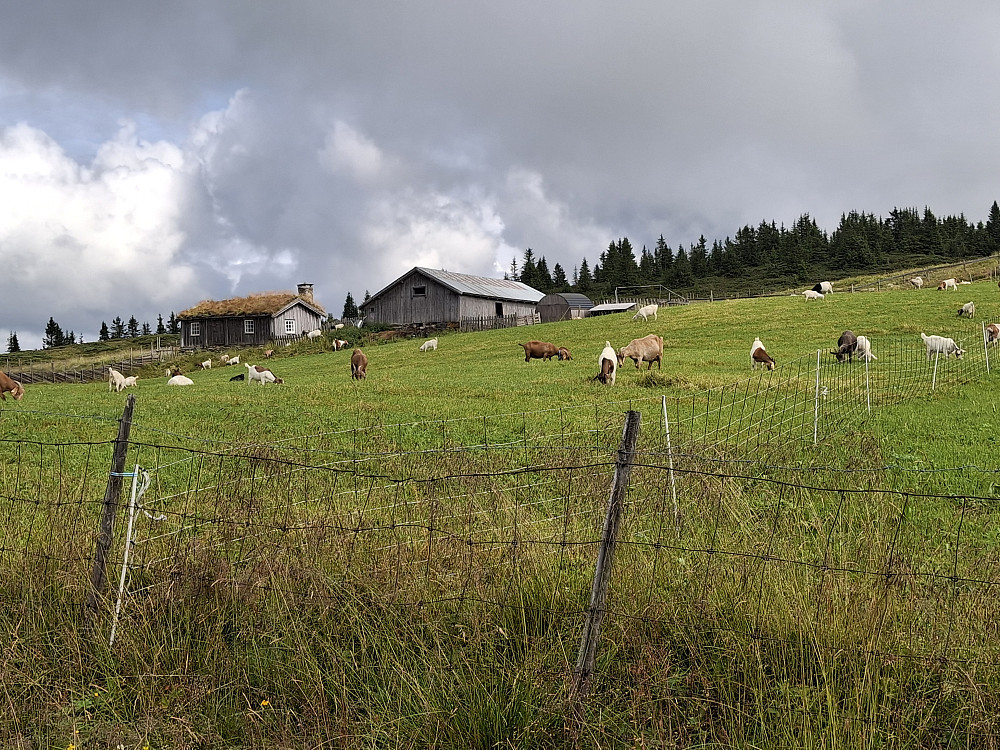 Geiter på Holmsetra