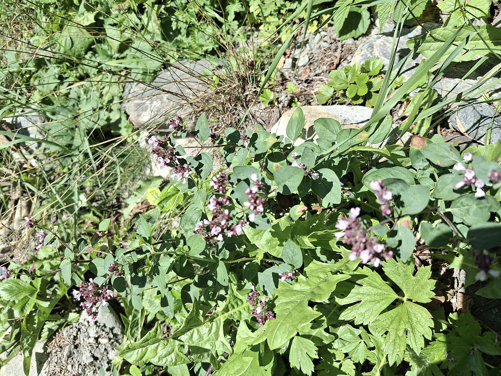 Oregano ved Gausa
