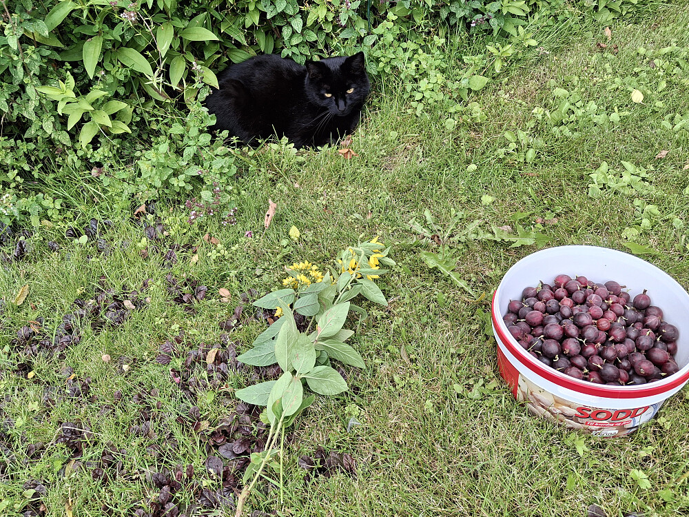 Bærplukking med selskap