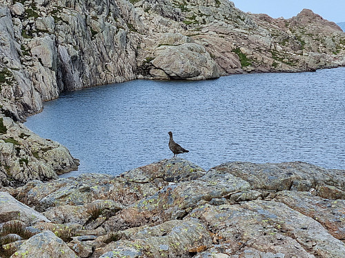 Ein del ryper i området