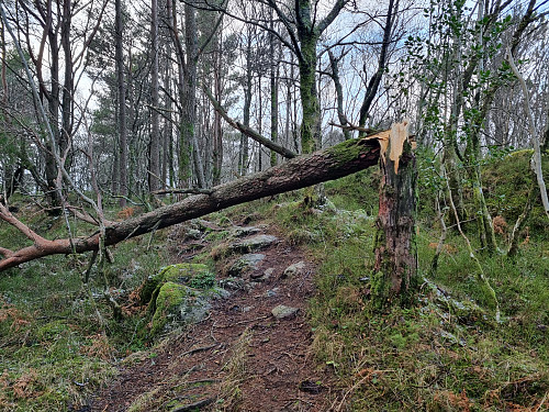 Hinderløypa