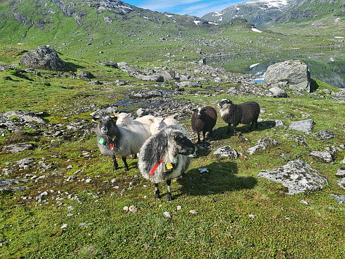 Desse var litt innpåslitne, samtidig så redde. Forsto ikkje heilt kva greia var