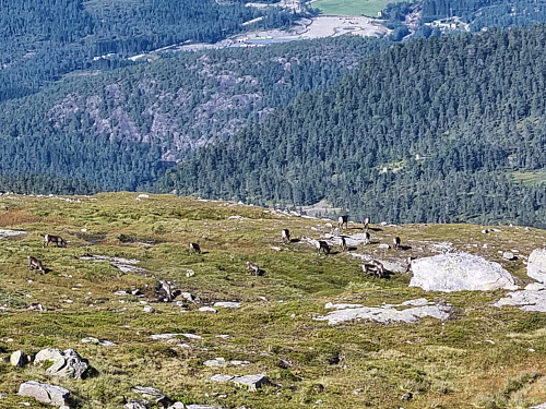 Reinsdyrflokken på tur