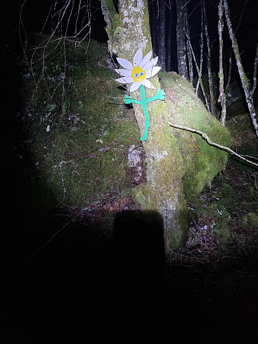 Nynorskens skog