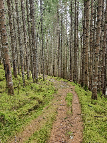 grei tursti