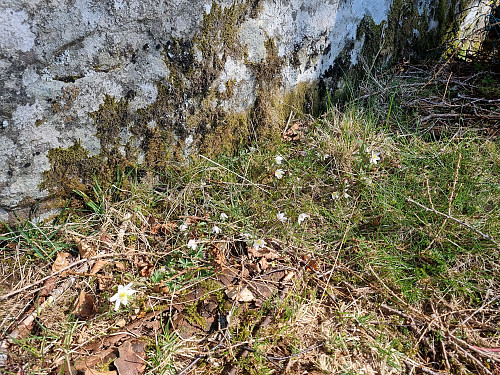 Årets første?