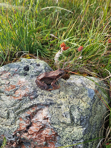 Eg har truffe mange av desse den siste tida. 