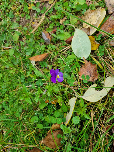 fremdeles blomster i oktober