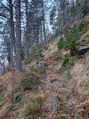 Stien opp mot Røyrvikstølen
