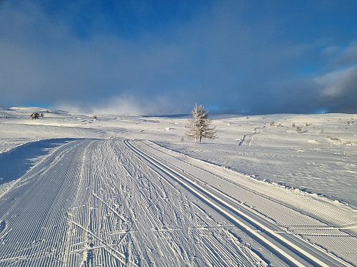 Hærlege skiløyper