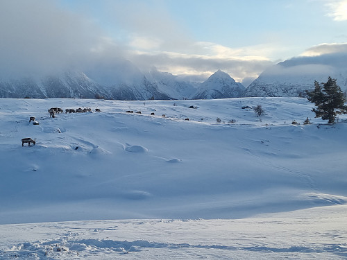 Reinsdyrsflokk på Utvikfjellet. Eggenipa i bakgrunnen. 