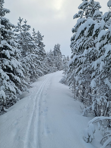 Skispora mine. 