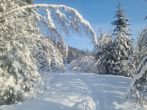 Tung snø på trea i år. 