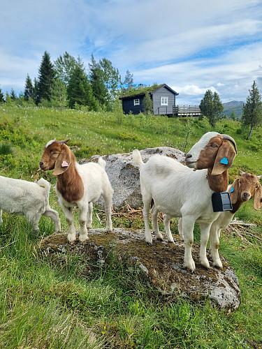Litt koseleg med slikt selskap på stølen