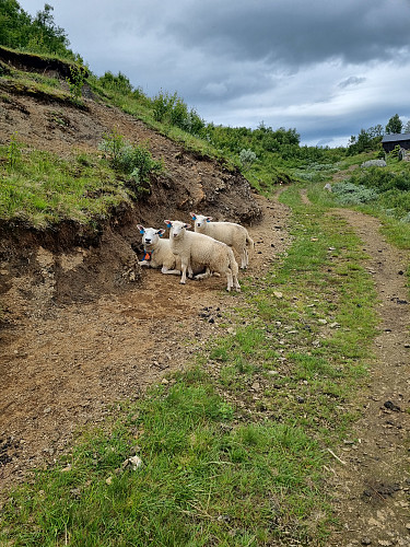 Vikumstølen