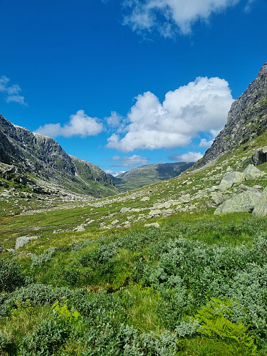 Blåskaret