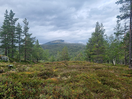 Haugmelen i sikte