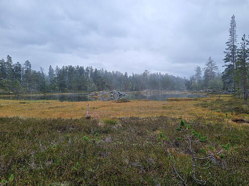 Kyndilstjørni
