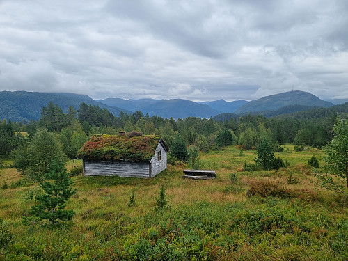ein av sela på Ulltangstølen