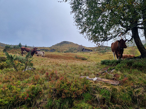 Framleis kyr ved Kleivastølen