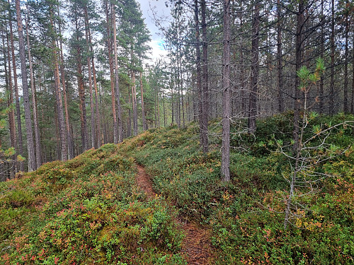 Trollhaug