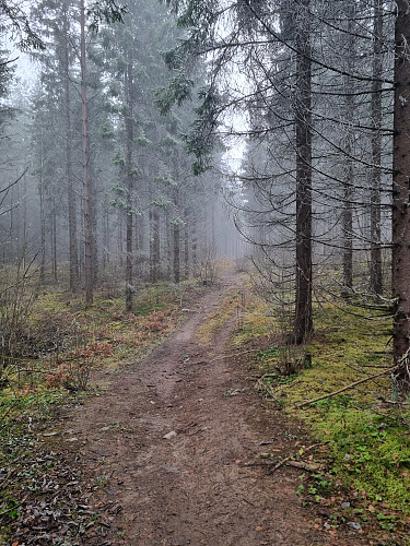 Skogstur ved Frøbergsberget