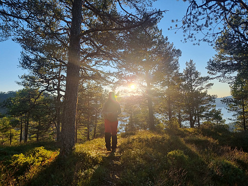 Sola skin gjennom skogen