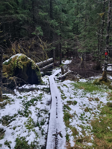 ein del av turen er tilrettelagt med plankar