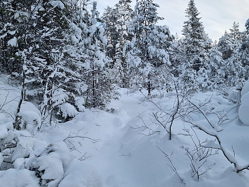 Bra med snø, men ikkje meir enn at vi klarte å gå utan truger