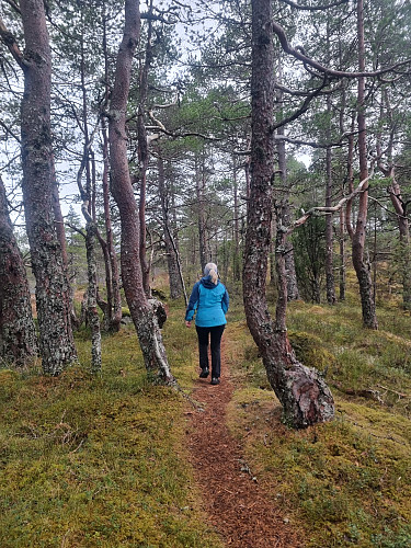 Gravdalsholten er ein fin skogstur