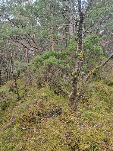 Vel.... utsikta på Storåsen var ikkje til å skryte mykje av. 
