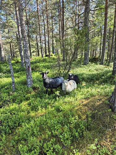 Litt skvetne og litt nysjerrige