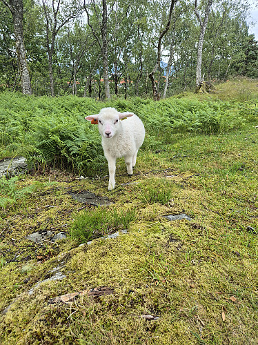 Møtte på nokre fine på Lilleåsen