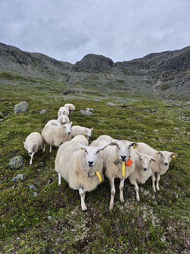 Ned i Stuasetbotnen fekk eg meg nokre "følgarar". Frykteleg nysjerrige på kva eg hadde i sekken. 