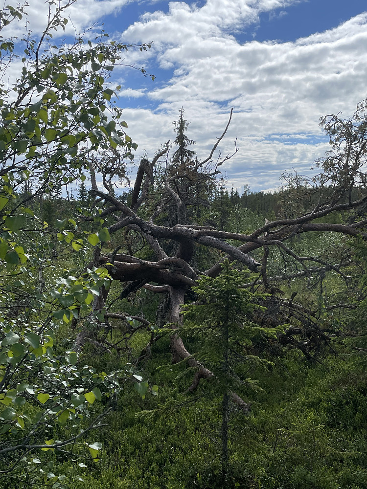 Et kunstverk laget av naturen sjøl 