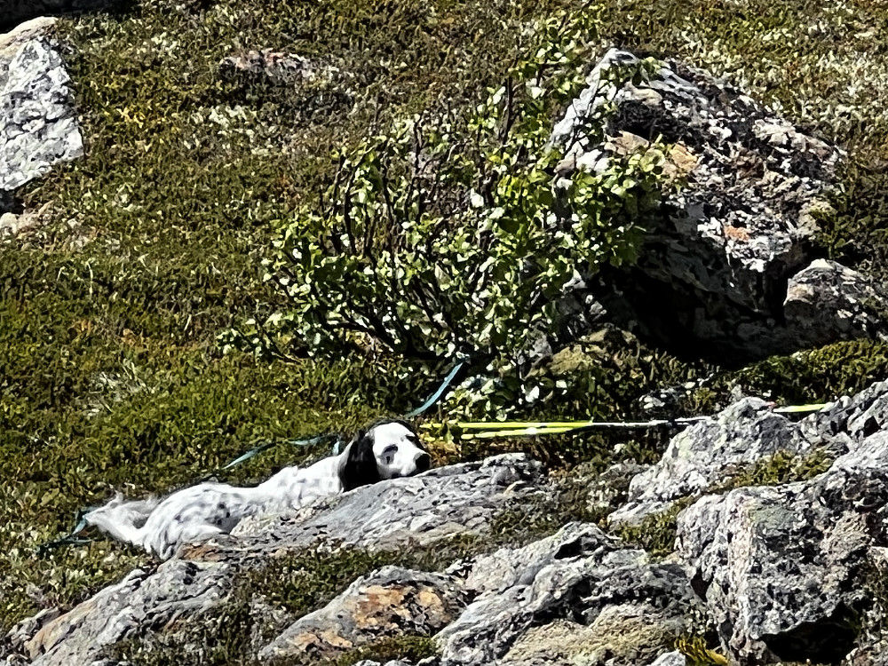 Seriøst, opp der? Nei takk, chiller´n her jeg!