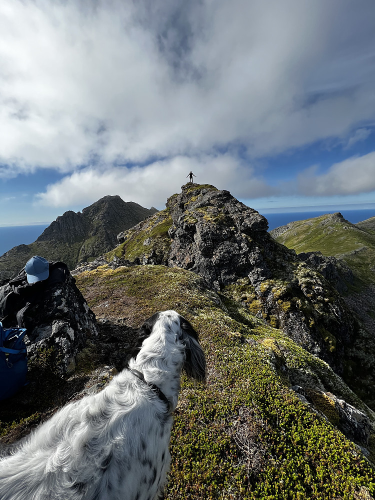 E det ei fjellrype æ ser?