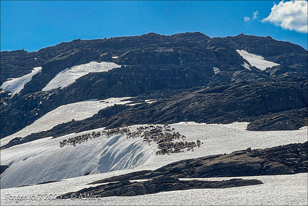 Varmt til reinsdyra men synes de har valgt en litt "risky"snøfonn.